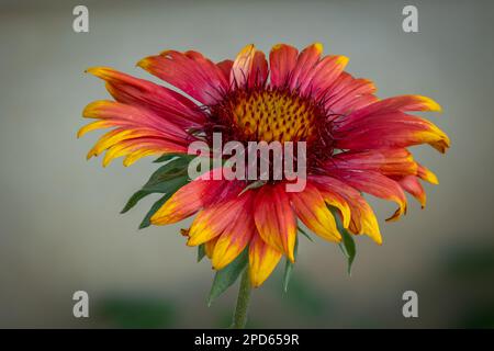 Extreme Nahaufnahme einer rot-gelben indischen Blume in voller Blüte Stockfoto