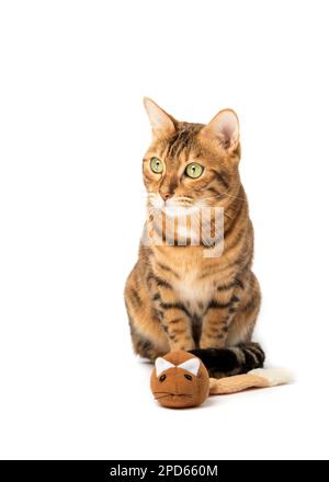 Die bengalische Hauskatze spielt mit einer Plüschmaus auf weißem Hintergrund. Haustierunterhaltung Stockfoto