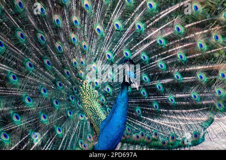 Männlicher Pfau mit offenen Schwanzfedern Stockfoto