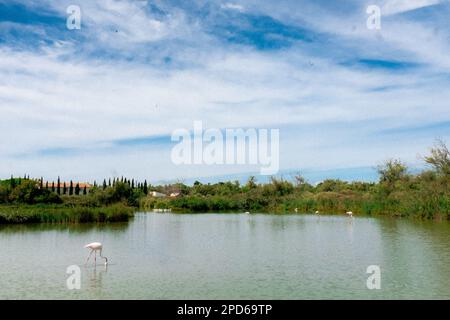 Großflamingos in Lagune, Parc Ornithologique, Pont de Gau, Saintes Maries de la Mer, Bouches du Rhone, Frankreich Stockfoto