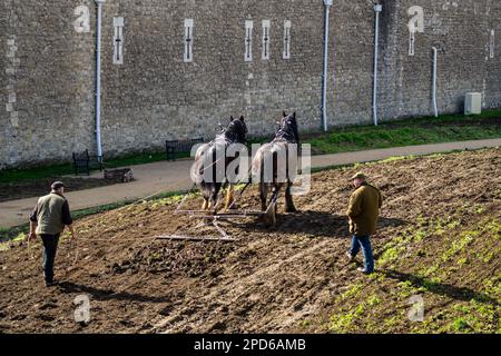 London, Großbritannien. 14. März 2023. Shire Horses Harrow der Tower of London's Moat. Shire Horses William und Joey ließen ihre Ställe bei Operation Centaur, Hampton Court, um den Graben am Tower of London zu begradigen, in der Erwartung, dort Wildblumen zu Pflanzen. Kredit: Peter Hogan/Alamy Live News Stockfoto