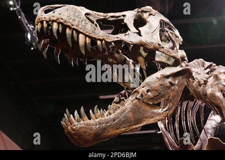 Versteinerter Tyrannosaurus-Schädel Mit Offenem Mund Stockfoto