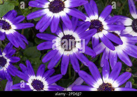 Senettiblaue, zweifarbige Blüten in Blüte Stockfoto