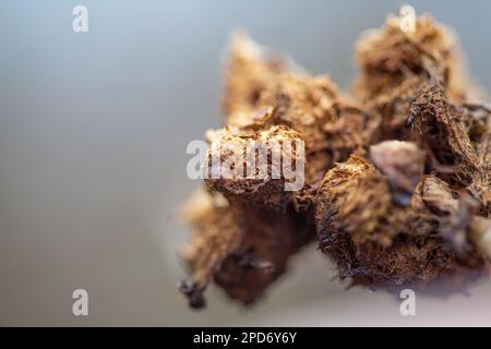 Rosen-Béguar-Galle auf einer wilden Rose, parasitäre Insektenstruktur auf einer Pflanze, Detail-Makro-Nahaufnahme Stockfoto