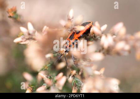 Pyrrhocoris apterus, der Feuerwehrauto, gewöhnliches Insekt, Kunstfoto auf einer Pflanze, Makrofoto Stockfoto