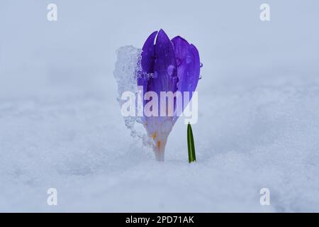 Crocus Albiflorus im Schnee Stockfoto