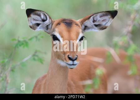 Krüger National Park, Südafrika Stockfoto
