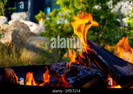 Brennendes Brennholz in einer runden Grillgrube. Schwarz verbranntes Holz. Im Freien gekocht. Stockfoto