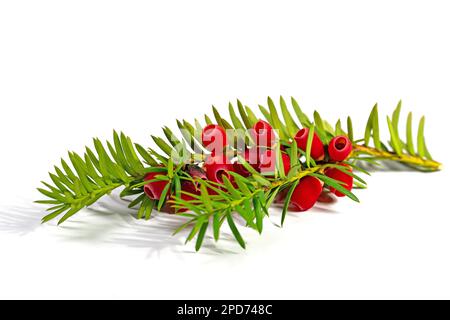 Früchte des Eibenbaums vor weißem Hintergrund Stockfoto