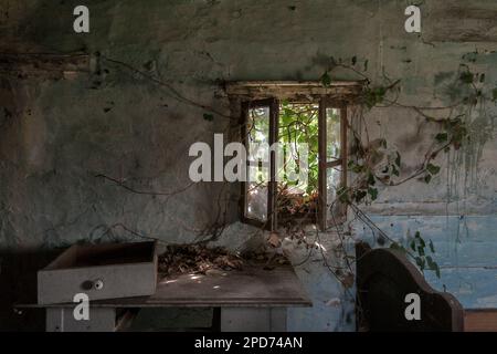 Ein offenes Fenster eines alten verlassenen Holzhauses, durch das wildes Efeu eintritt, fotografiert von innen Stockfoto