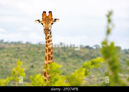 Eine Giraffe im Hluhluwe-Imfolozi-Park in Südafrika Stockfoto