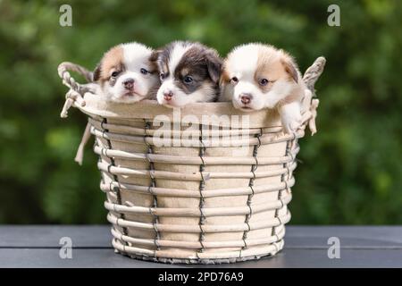 Drei kleine Welpen aus walisischem Corgi pembroke züchten im Sommer gemeinsam im Korb draußen Stockfoto