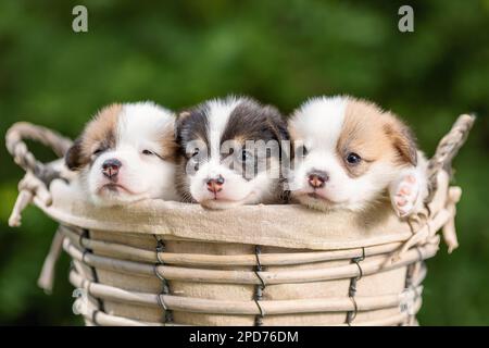 Drei süße Welpen von walisischem Corgi pembroke züchten den Hund in einem Korb in der Natur Stockfoto