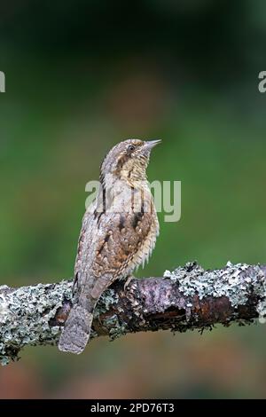 Eurasischer Kehlkopf/Nordkehlkopf (Jynx Torquilla) im Frühling hoch oben im Baum Stockfoto