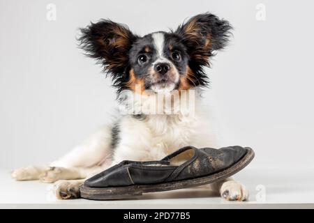 Kleiner Welpe von papillon, der mit dem alten Schuh auf weißem Hintergrund spielt Stockfoto