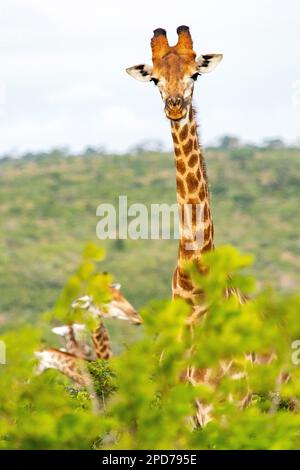 Eine Giraffe im Hluhluwe-Imfolozi-Park in Südafrika Stockfoto