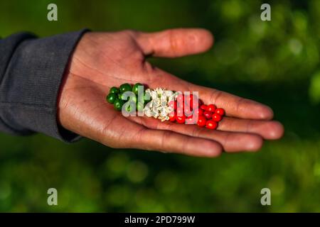 Chiltepin-Paprika, die die Farben der mexikanischen Flagge imitieren, sind in der Hand eines Bauern während einer Ernte auf einem Bauernhof in der Nähe von Baviácora, Sonora, Mexiko, zu sehen. Stockfoto