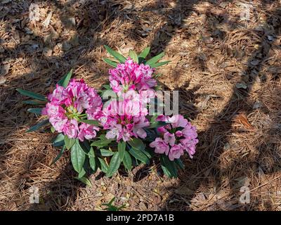 Im Frühling blüht oder blüht die Pflanze Radiance Southgate Rhododendron mit rosa und weißen Blüten oder Blüten in Alabama, USA. Stockfoto