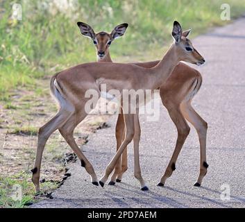Krüger National Park, Südafrika Stockfoto