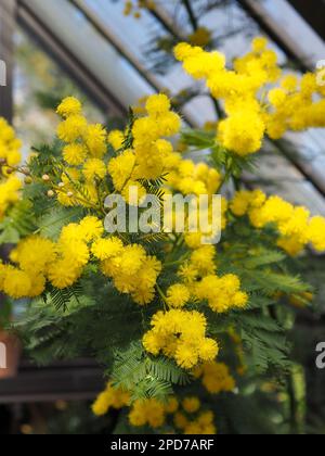 Nahaufnahme von vollständig offenen flauschigen gelben Mimosenblüten (Acacia dealbata), die auf einem Baum in einem unbeheizten Gewächshaus in Großbritannien im Februar/März gezüchtet wurden Stockfoto