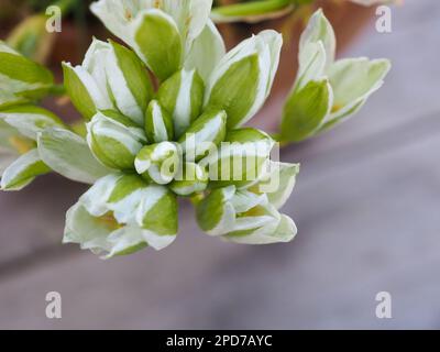 Nahaufnahme der grünen und weißen Blütenknospen von Ornithogalum balansae (Stern von Bethlehem), einer blühenden Zwiebelpflanze im späten Winter Stockfoto