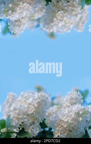 Blühende, dekorative weiße Syringa mit fliederfarbenem Baum auf blauem Hintergrund, Postkarte vertikal Stockfoto