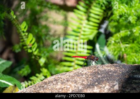 Der Wirbelsäulenköcher, oder der rote Sumpfhawk mit braunem Rücken, ist eine Art Libelle in der Familie Libellulidae. Dragonfly sitzt auf dem grünen Blatt Stockfoto