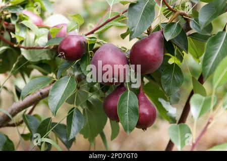 Rote, appetitanregende, hochwertige Birnen wachsen und reifen auf einem Baum in einem wunderschönen Obstgarten im Hintergrund Stockfoto