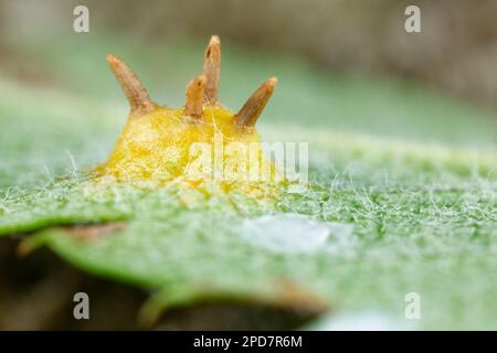 Rowan-Kronenpilz (Gymnosporangium cornutum) Stockfoto