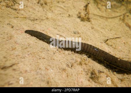 Pferdeegel (Haemopis sanguisuga) in einem Süßwasserteich, wildes Finnland. Stockfoto