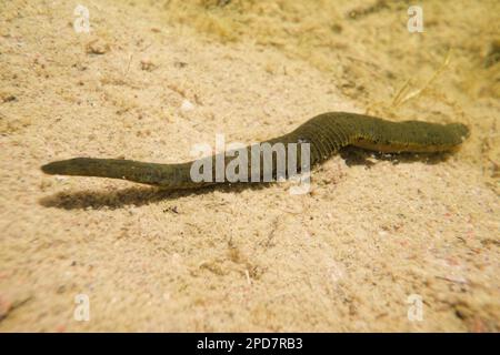 Pferdeegel (Haemopis sanguisuga) in einem Süßwasserteich, wildes Finnland. Stockfoto