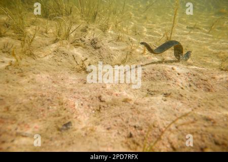 Pferdeegel (Haemopis sanguisuga) in einem Süßwasserteich, wildes Finnland. Stockfoto