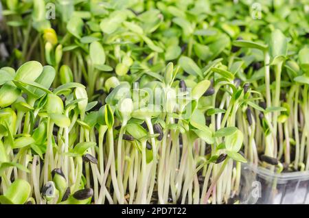 Nahaufnahme saftiger Bio-Sonnenblumenmikrogreens in transparenten Tabletts mit selektivem Fokus. Stockfoto