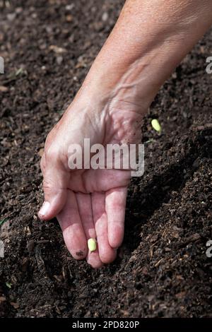 Vertikaler Schuss einer Gärtnerhand, die Samen in eine Furche im Boden legt. Stockfoto