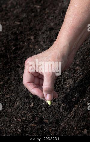 Vertikaler Schuss der Hand einer Gärtnerin, die im Frühjahr einen Samen in den Boden pflanzt. Stockfoto