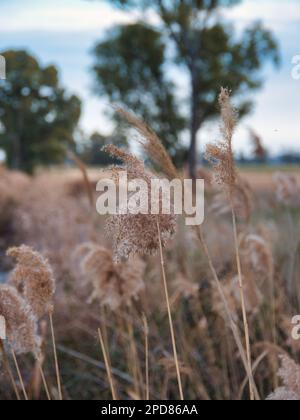 Getrocknete Blumen mit trockenem Gras und beigen Stacheln zeigen Nahaufnahmen auf unscharfem Hintergrund Stockfoto