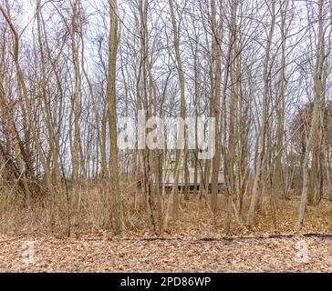 Große Motoryacht mitten im Wald Stockfoto