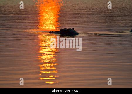 Hippo im Wasser bei Sonnenuntergang in der Nähe von Lower Sabie, Kruger-Nationalpark, Südafrika Stockfoto