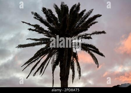 Einsamer kanarischer Kiefernbaum phoenix canariensis, Silhouettierung vor einem rot bewölkten untergehenden Sonnenhimmel Lanzarote, Kanarische Inseln, Spanien Stockfoto