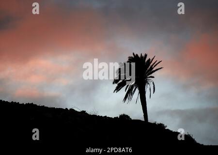 Einsamer kanarischer Kiefernbaum phoenix canariensis, Silhouettierung vor einem rot bewölkten untergehenden Sonnenhimmel Lanzarote, Kanarische Inseln, Spanien Stockfoto