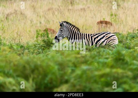 Zebra im Tierschutzgebiet Mlilwane, einem Wildreservat in Swasiland Stockfoto