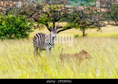 Ein Zebra und ein Warzenschwein in der Tierwelt von Mlilwane, ein Wildreservat in Swasiland Stockfoto