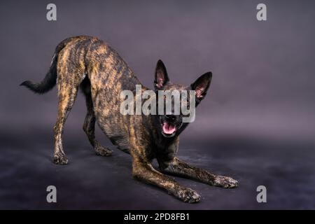 Holländischer Hirte im Studio mit schwarzem Hintergrund, der Porträt posiert Stockfoto