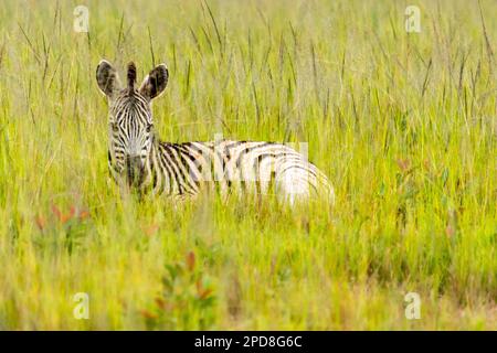 Zebra im Tierschutzgebiet Mlilwane, einem Wildreservat in Swasiland Stockfoto