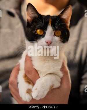 Eine weiße und schwarze Hauskatze, die bequem in der offenen Handfläche einer menschlichen Hand ruht Stockfoto