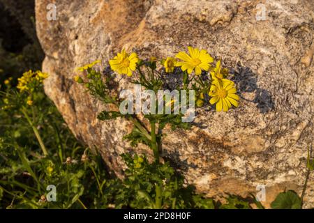 Senecio squalidus, auch bekannt als Oxford-Ragwurz, ist eine Blütenpflanze in der Gänseblümchenfamilie Asteraceae. Es ist eine gelbblütige, krautige Pflanze, heimisch zu m Stockfoto