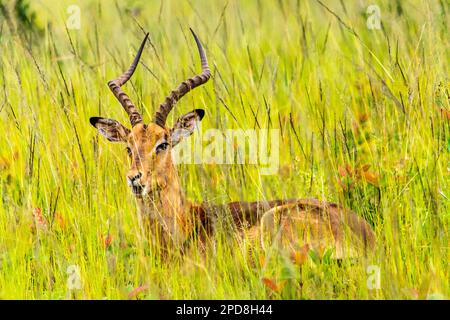 Impala Antilope im Tierschutzgebiet Mlilwane, einem Wildreservat in Swasiland Stockfoto