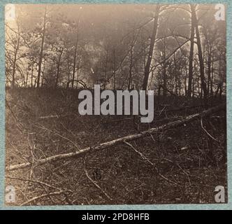 Bäume zerschmettert durch Artillerie Feuer auf der Südseite der Plank Road. Ist Teil der Fotosammlung des Bürgerkriegs, Gift; Oberst Godwin Ordway; 1948. Chancellorsville, Schlacht von, Chancellorsville, VA, 1863, USA, Geschichte, Bürgerkrieg, 1861-1865, Kampagnen und Schlachten, Virginia, Chancellorsville. Stockfoto
