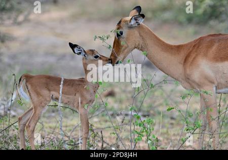 Impala-Mutterschaf, das Nasen mit Lamm reibt, Kruger-Nationalpark, Südafrika Stockfoto