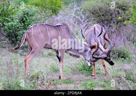 Sparring Kudu Bulls, Kruger-Nationalpark, Südafrika Stockfoto